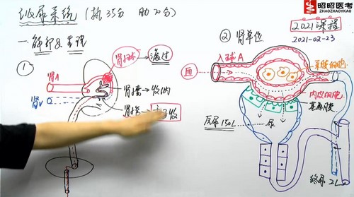 2021昭昭医考基础精讲班泌尿系统（4.68G高清视频）百度网盘分享